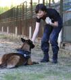 《特警力量》萌犬当道 警犬猎奇走红