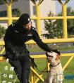 警花与警犬剧情中樱桃失踪了吗？樱桃为什么失踪